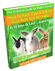 how to train rabbits to trust you relationship